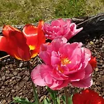 Rosa B&B Anzino