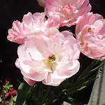 Rosa B&B