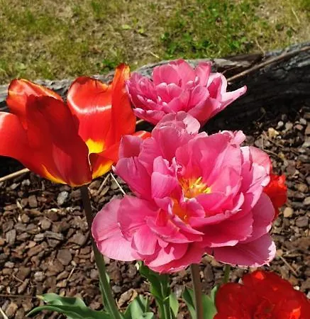 Rosa Bed & Breakfast Anzino