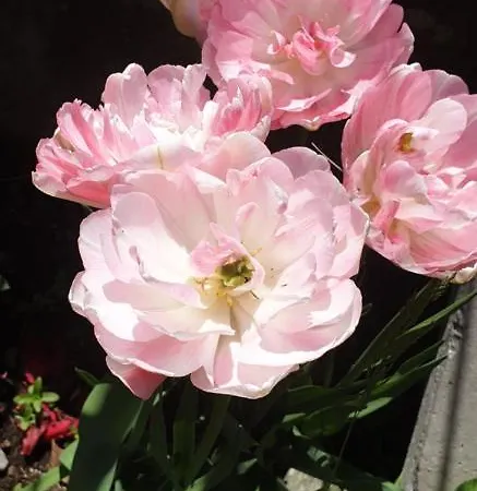 Rosa Bed and Breakfast