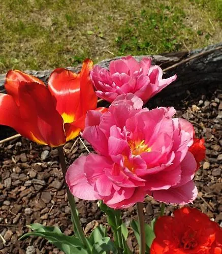 Rosa Bed & Breakfast Anzino