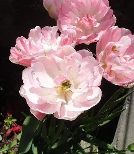 Rosa Отель типа 
